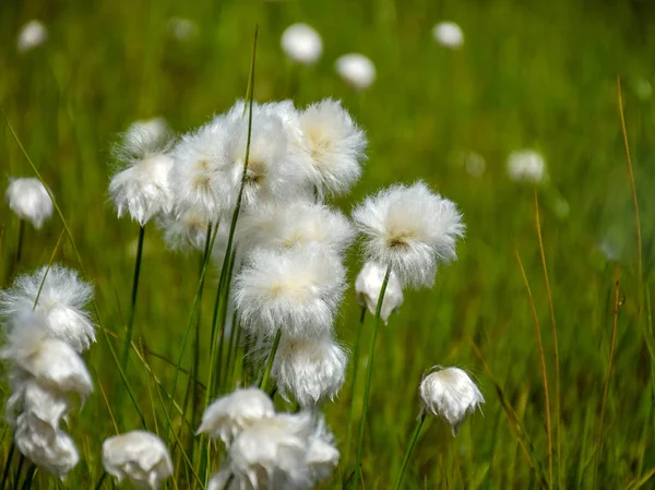 Délicates Fleurs Blanches Montagne Fond Vert Journée Été Ensoleillée — Photo