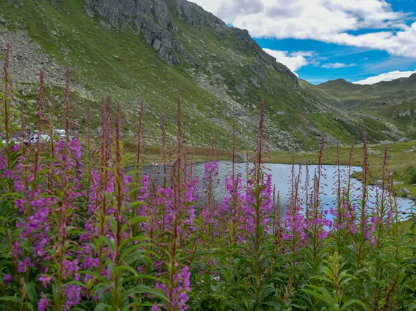 Small Mountain Lake Green Planted Mountain Landscape Rocky Mountains Many — Stock Photo, Image