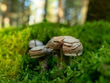 Bulanık bir arka plan sürümü, ormanda vahşi mantar, sonbahar mantar toplama zamanı, Letonya