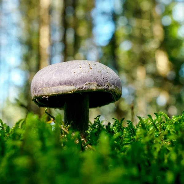 Uma Versão Fundo Embaçada Cogumelos Selvagens Floresta Outono Hora Coleta — Fotografia de Stock