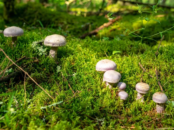 Suddig Bakgrunds Version Vilda Svampar Skogen Hösten Tiden För Svamp — Stockfoto