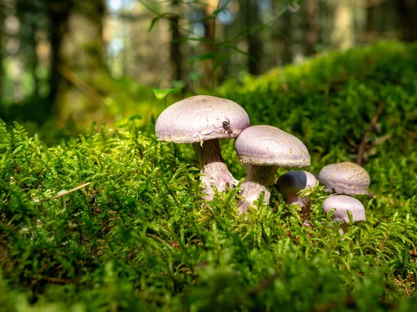 Suddig Bakgrunds Version Vilda Svampar Skogen Hösten Tiden För Svamp — Stockfoto