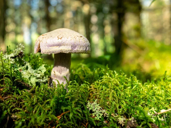 Uma Versão Fundo Embaçada Cogumelos Selvagens Floresta Outono Hora Coleta — Fotografia de Stock