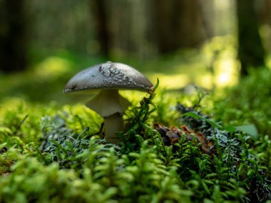 Bulanık bir arka plan sürümü, ormanda vahşi mantar, sonbahar mantar toplama zamanı, Letonya