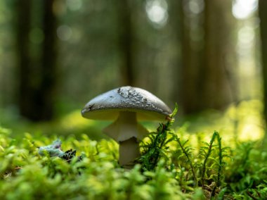 Bulanık bir arka plan sürümü, ormanda vahşi mantar, sonbahar mantar toplama zamanı, Letonya