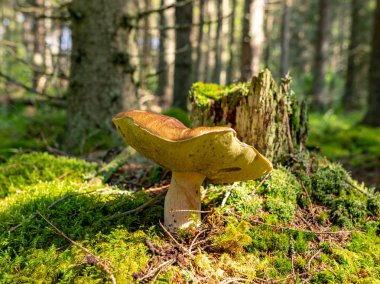 Bulanık bir arka plan sürümü, ormanda vahşi mantar, sonbahar mantar toplama zamanı, Letonya