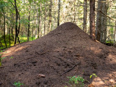 Ormanda büyük karıncalar ev, Ladin ormanı, sonbahar