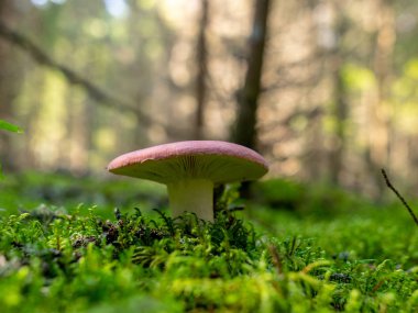 Bulanık bir arka plan sürümü, ormanda vahşi mantar, sonbahar mantar toplama zamanı, Letonya