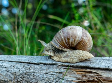 bir ağaç gövde üzerinde büyük salyangoz, Sonbahar Ormanı, Letonya