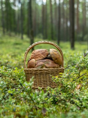 Sonbahar mantar toplama zamanı. Orman arka planda mantar ile hasır sepeti, Letonya