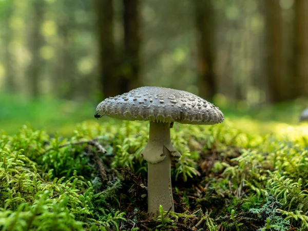 Suddig Bakgrunds Version Vilda Svampar Skogen Hösten Tiden För Svamp — Stockfoto