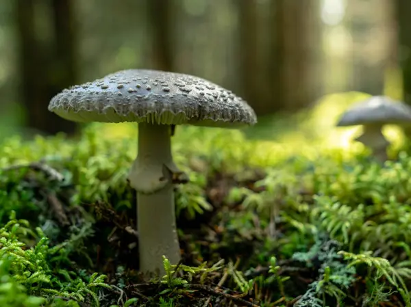 Una Versione Sfondo Sfocata Funghi Selvatici Nella Foresta Autunno Momento — Foto Stock