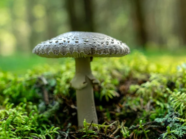 Una Versión Borrosa Fondo Setas Silvestres Bosque Otoño Momento Recolección —  Fotos de Stock