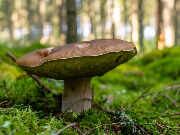 Una Versione Sfondo Sfocata Funghi Selvatici Nella Foresta Autunno Momento — Foto Stock