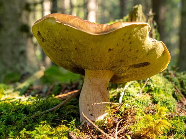 Una Versione Sfondo Sfocata Funghi Selvatici Nella Foresta Autunno Momento — Foto Stock