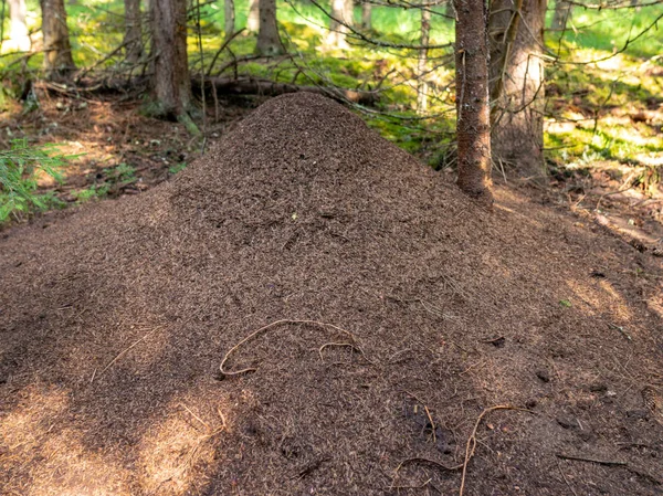 Großes Ameisenhaus Wald Fichtenwald Herbst — Stockfoto