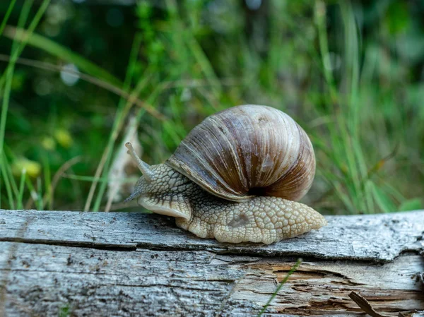 Grande Caracol Tronco Árvore Floresta Outono Letônia — Fotografia de Stock