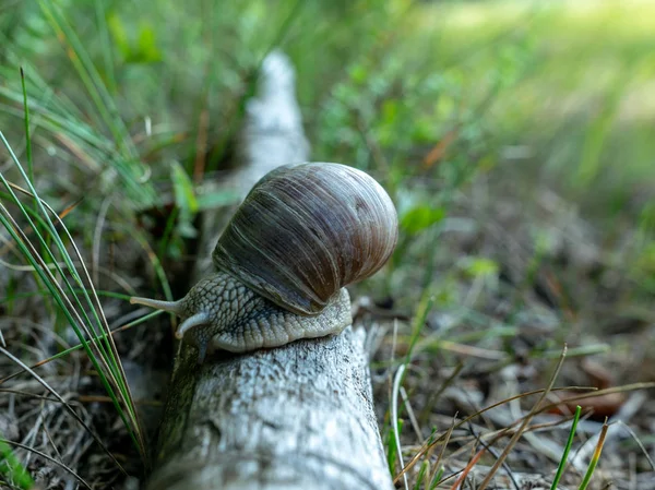 树干上的大蜗牛 秋天的森林 拉脱维亚 — 图库照片