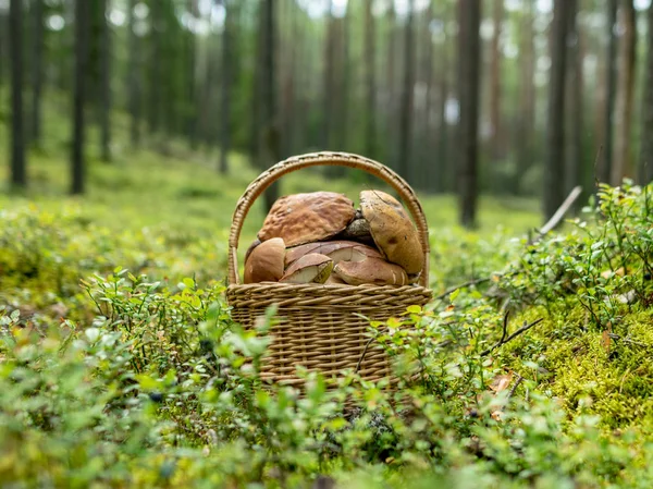Hösten Tiden För Svamp Insamling Korg Med Champinjoner Skogs Botten — Stockfoto