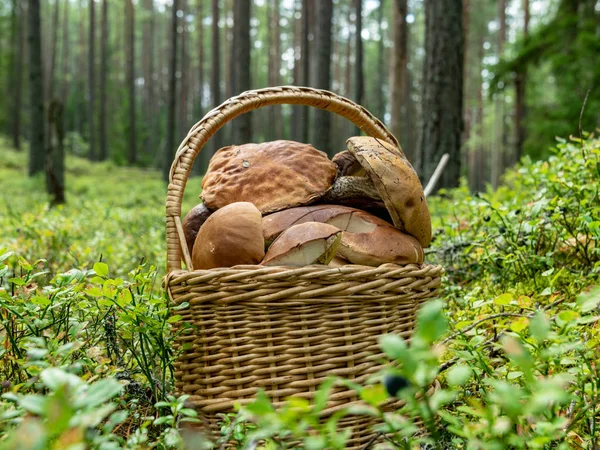 Hösten Tiden För Svamp Insamling Korg Med Champinjoner Skogs Botten — Stockfoto