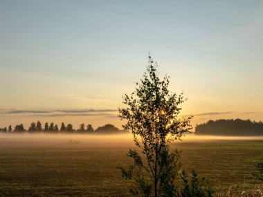 Büyük çayır ve güneş bitkiler ve ağaç dalları ile parlayan sisli yaz manzara