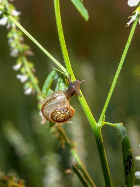 büyüleyici küçük salyangoz, yeşil çim, arka aydınlatma, gündoğumu, Letonya