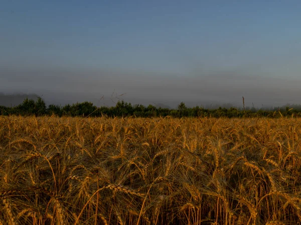 Lantlig Scen Solljus Fantastiska Jordbruk Soluppgång Landskap Tillväxt Natur Skörd — Stockfoto