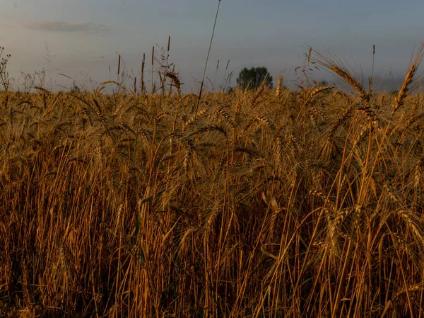 Rural scene under sunlight, amazing agriculture sunrise landscape, growth nature harvest. Wheat field natural product, latvia