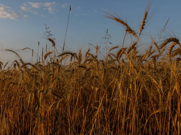 Cena Rural Sob Luz Sol Paisagem Incrível Nascer Sol Agricultura — Fotografia de Stock