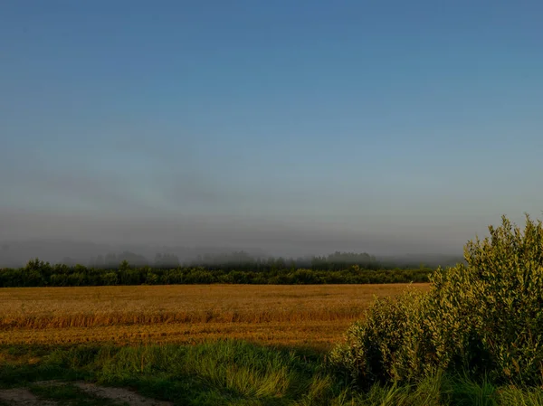 Rural scene under sunlight, amazing agriculture sunrise landscape, growth nature harvest. Wheat field natural product, latvia