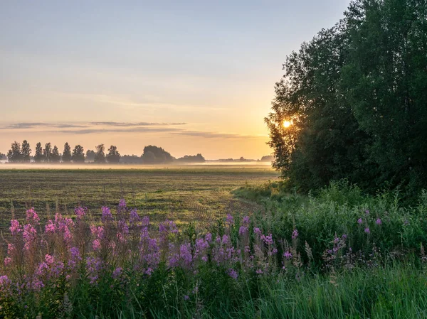 Büyük çayır ve güneş bitkiler ve ağaç dalları ile parlayan sisli yaz manzara