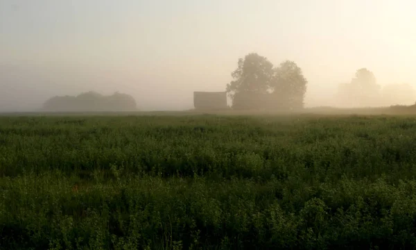 Schönes Sonniges Sommerpanorama Nebliger Wiese Umgeben Von Bäumen Bei Sonnenaufgang — Stockfoto
