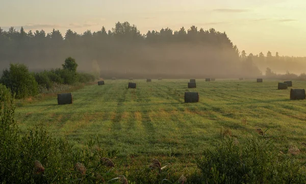 Prachtige Zonnige Zomer Panorama Van Mistige Weide Omgeven Door Bomen — Stockfoto