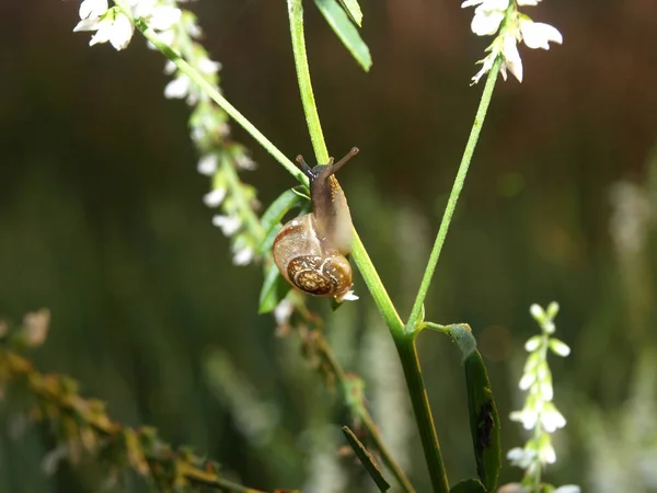 Charmant Petit Escargot Herbe Verte Contre Jour Lever Soleil Lettonie — Photo