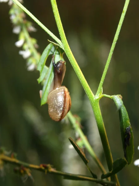 迷人的小蜗牛 拉脱维亚 — 图库照片
