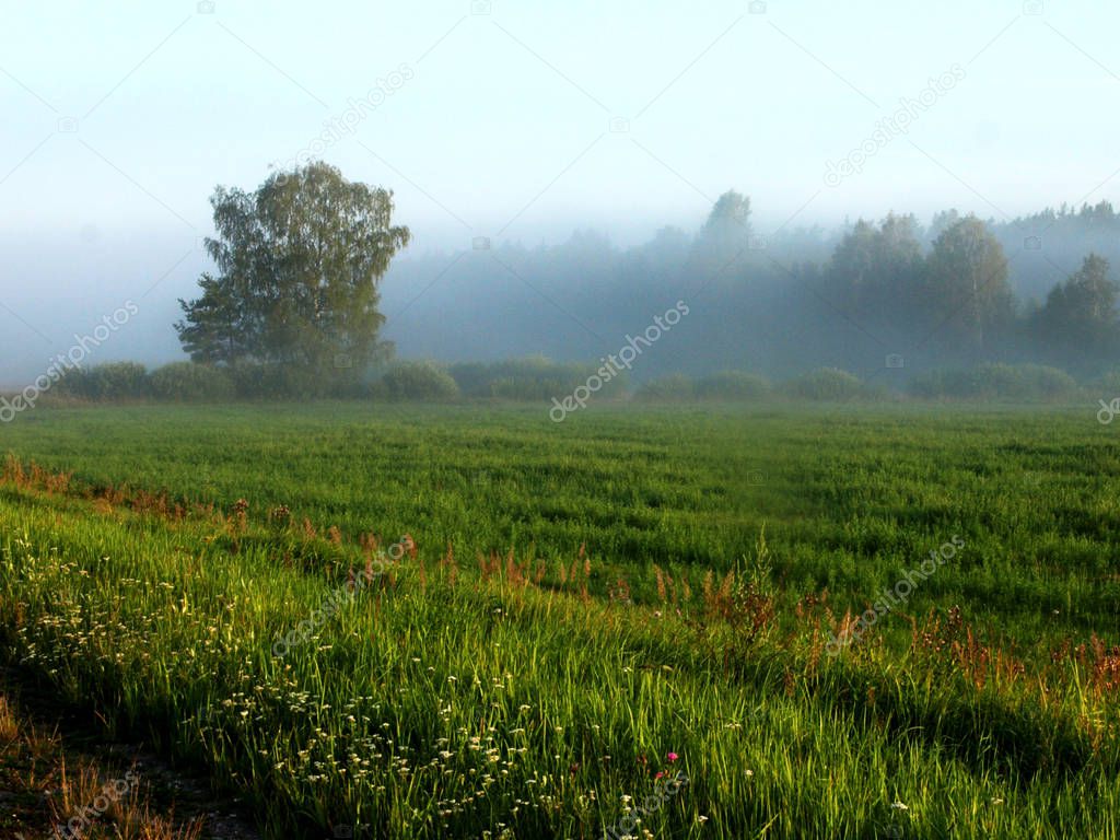 Beautiful sunny summer panorama of foggy meadow surrounded by trees at sunrise