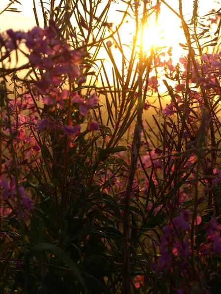picture in beautiful morning light, mist, flowers in the foreground in the backlight