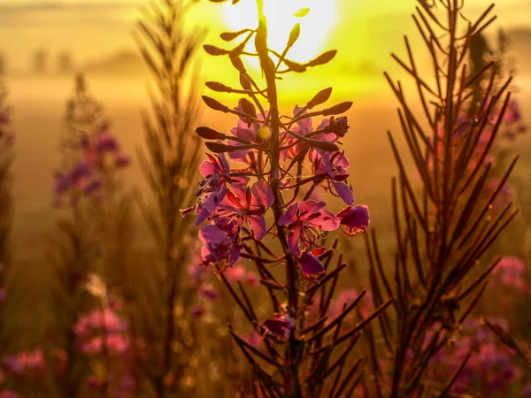 아름다운 백라이트의 전경에 꽃그림 — 스톡 사진