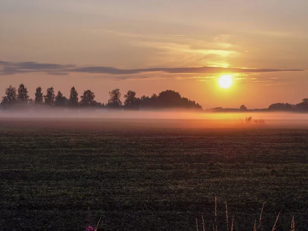 Güneşin doğuşunda ağaçlarla çevrili sisli çayır güzel güneşli yaz Panoraması