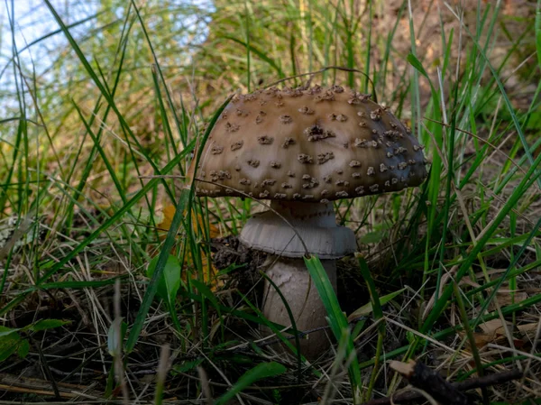 Uma Versão Fundo Embaçada Cogumelos Selvagens Floresta Outono Momento Coleta — Fotografia de Stock