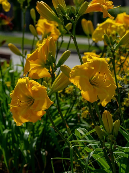 Renkli Hemerocallis Çiçek Çiçekli Güneşli Yaz Günü Arka Plan Çiçekler — Stok fotoğraf