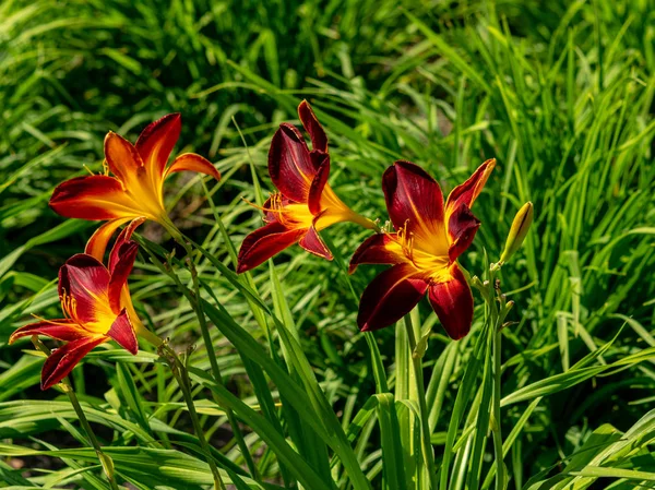 Kolorowe Hemerocallis Kwitnienia Kwiatów Słoneczny Letni Dzień Tle Kwiatów Natura — Zdjęcie stockowe