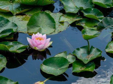 güzel su lilyum zevk PASSERS-by, Vecpiebalga, güneşli yaz günü, Letonya