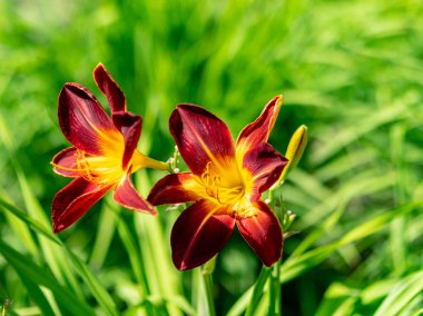 renkli hemerocallis, çiçek çiçekli, güneşli yaz günü, arka plan çiçekler, doğa.