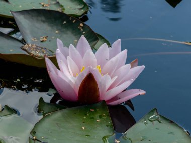 güzel su lilyum zevk PASSERS-by, Vecpiebalga, güneşli yaz günü, Letonya