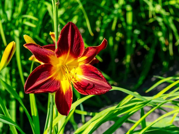 Barevný Hemerocallis Květinový Květ Slunný Letní Den Pozadí Květiny Příroda — Stock fotografie
