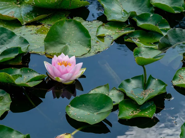 güzel su lilyum zevk PASSERS-by, Vecpiebalga, güneşli yaz günü, Letonya