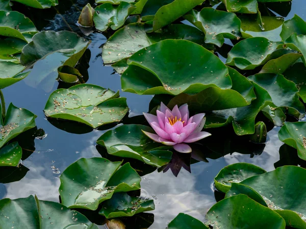 güzel su lilyum zevk PASSERS-by, Vecpiebalga, güneşli yaz günü, Letonya