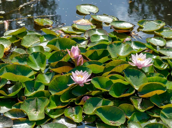 güzel su lilyum zevk PASSERS-by, Vecpiebalga, güneşli yaz günü, Letonya