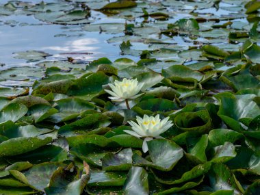 güzel su lilyum zevk PASSERS-by, Vecpiebalga, güneşli yaz günü, Letonya